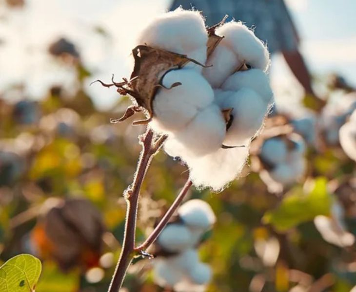 Organic Cotton Clothing Manufacturers – One of Sustainable Materials for Your Brand